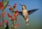 Rufous Hummingbird feeding on the nectar of a Desert Figwort New Mexico Poster Print by Tim Fitzharris - Item # VARPDX396837